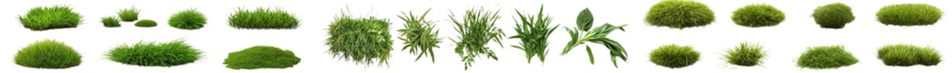 Grass on a transparent background set of lush green grass