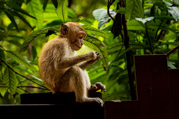 Wild monkey on a fence in Railay Beach, Krabi, Thailand