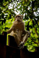 Wild monkey on a fence in Railay Beach, Krabi, Thailand