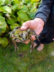 A person holding a frog in their hand