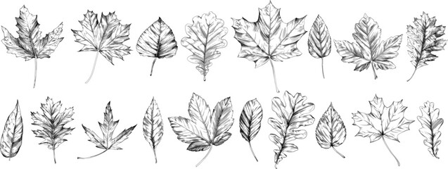 Hand drawn autumn leaves set. Black and white engraved ink art collection. Isolated leaf illustration element on white background.