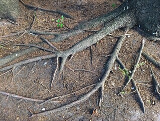 The roots of a tree that is growing out of the ground