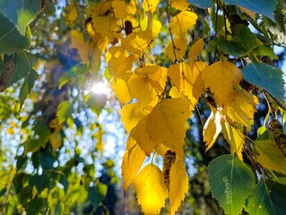 The sun shines through the leaves of a tree in a park