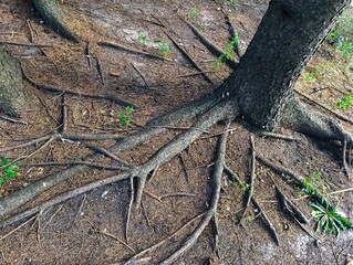 A large tree with a lot of roots on the ground