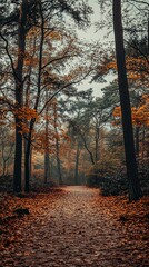 Fototapeta premium A path through an autumn forest, covered in fallen leaves.