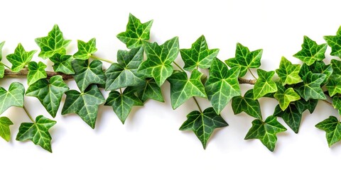 Naklejka premium Horizontal green ivy at eye level for use in compositions