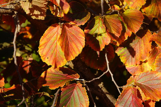 Colorfully colored leaves of Hamamelis &times; intermedia (hybrid witch hazel) is a species of flowering plant in the family Hamamelidaceae.