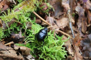 Géotrupe des bois