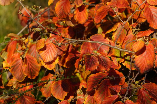 Colorfully colored leaves of Hamamelis &times; intermedia (hybrid witch hazel) is a species of flowering plant in the family Hamamelidaceae.