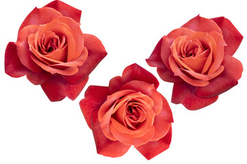 Three crimson roses blooming isolated on the white background.Photo with clipping path.