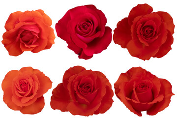 Two red rose heads and two dark orange roses are blooming isolated on the white background.Photo with clipping path.