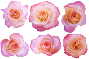Pink-white-orange roses heads are blooming isolated on the white background.Photo with clipping path.