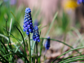 flowers in the garden