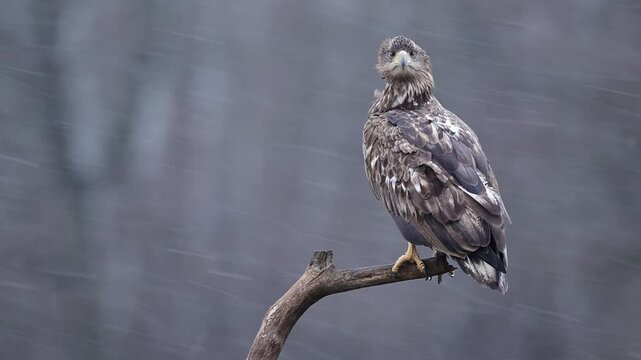 White tailed eagle ( Haliaeetus albicilla )	