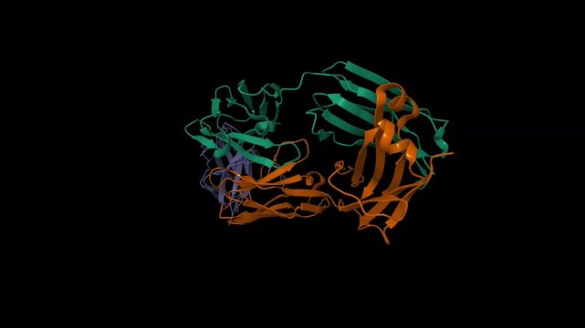 PD-1 (blue) in complex with nivolumab Fab (brown and green). Animated 3D cartoon and molecular surface model, entity id color scheme, PDB 5ggr, black background