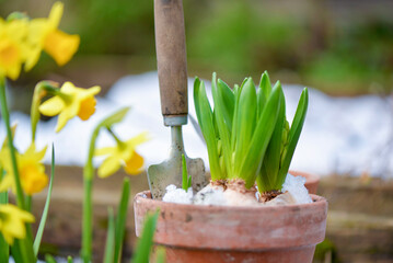 Hyacinth growing in a flower pot with a little shovel  in covered with snow and narcissus blooming