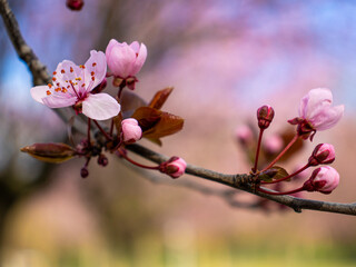 cherry plum tree blossom
