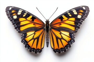 Obraz premium tiger butterfly with orange and black striped wings