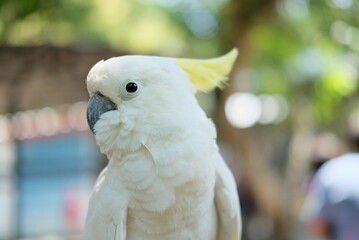 The white cockatoo (Cacatua alba) - Close up details of the white parrot, the white parrot in the...