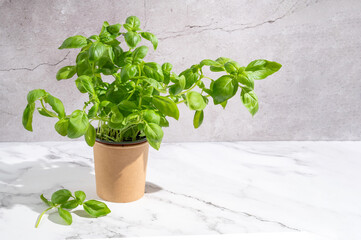 Aromatic fresh basil plant sits in a pot on a light backdrop, growing herbs at home for culinary uses.