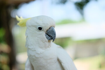 The white cockatoo (Cacatua alba) - Close up details of the white parrot, the white parrot in the wild