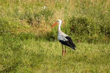 Stork, which is under protection outside its natural habitat.