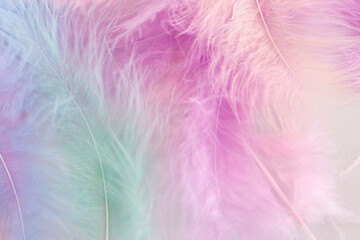 Obraz premium Background of delicate pastel feathers