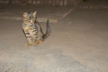 Obraz premium Cute cat in the barn. Portrait of domestic cat. Kittens playing