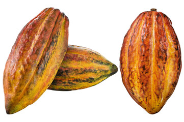 composição com cacau maduro isolado em fundo transparente