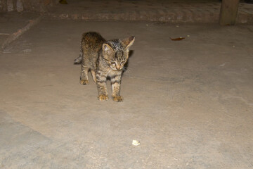 Obraz premium Cute cat in the barn. Portrait of domestic cat. Kittens playing