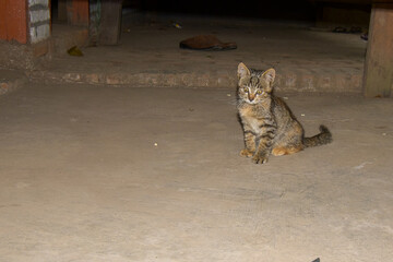 Obraz premium Cute cat in the barn. Portrait of domestic cat. Kittens playing