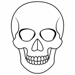 human skull vector line art illustration