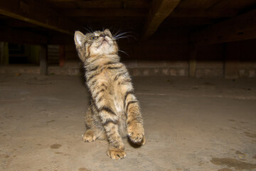 Cute cat in the barn. Portrait of domestic cat. Kittens playing