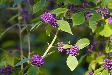 
Callicarpa bodinieri, or Bodinier's beautyberry, is a species of flowering plant in the genus...