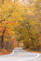 road in autumn forest Foxville Rd, 