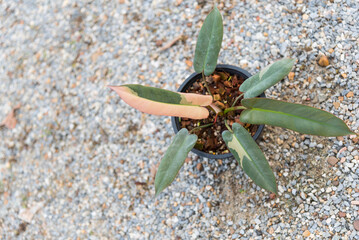 Closeup to Philodendron Atabapoense varigated rare plant in the pot  