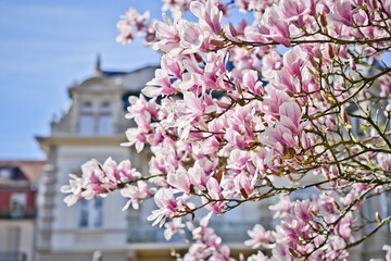 Spring in Bad Nauheim