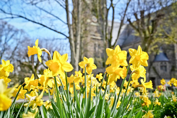 Fototapeta premium Spring in Bad Nauheim