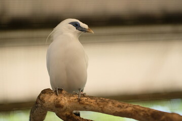 The Bali myna (Leucopsar rothschildi). Close up detail of Bali Myna Birds