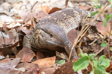 Monitor Lizard (Varanus albigularis) hunting in leaf litter, Limpopo, South Africa