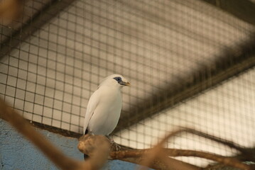 The Bali myna (Leucopsar rothschildi). Close up detail of Bali Myna Birds