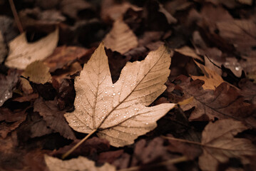 Close-up shot of fallen leaves on the ground. Autumn leaves are covered with raindrops
