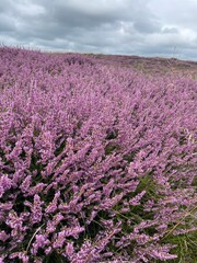Obraz premium Heideblüte, blühende Heide