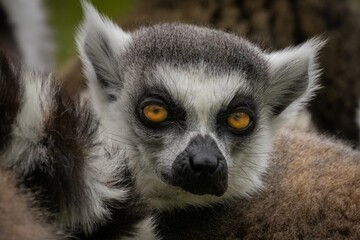 lemur on a tree