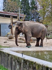 elephant in the zoo