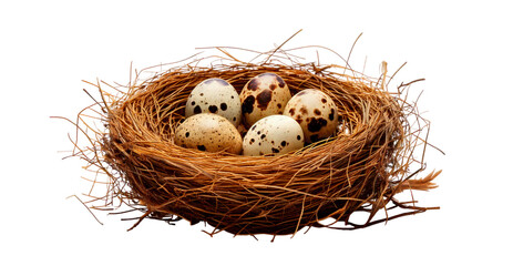 Closeup image of quail eggs isolated on transparent background