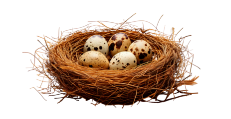 Closeup image of quail eggs isolated on transparent background