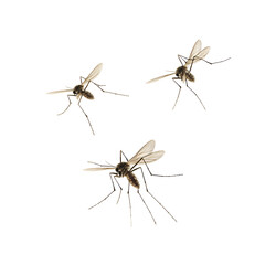 Three Mosquitoes in Flight Black Background