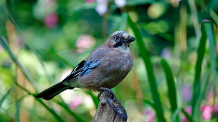 Eurasian jays at a woodland site