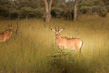 A rare roan antelope (Hippotragus equinus) in open grassland, Mokala National Park, South Africa